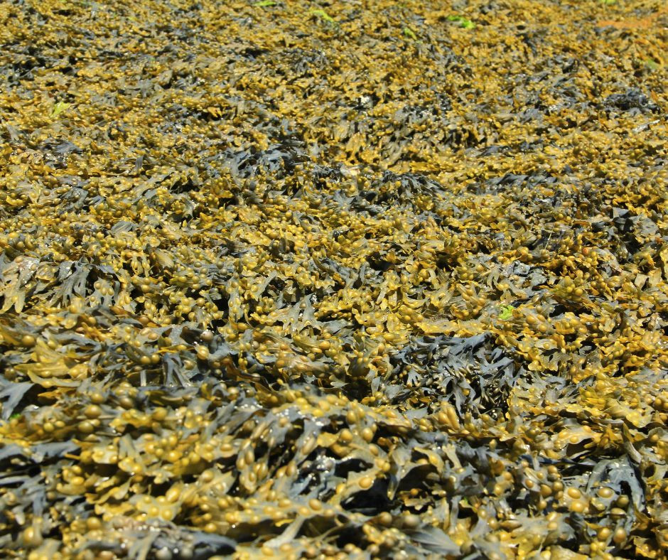 Tảo Fuscus vesiculosus- nguồn mua Canva