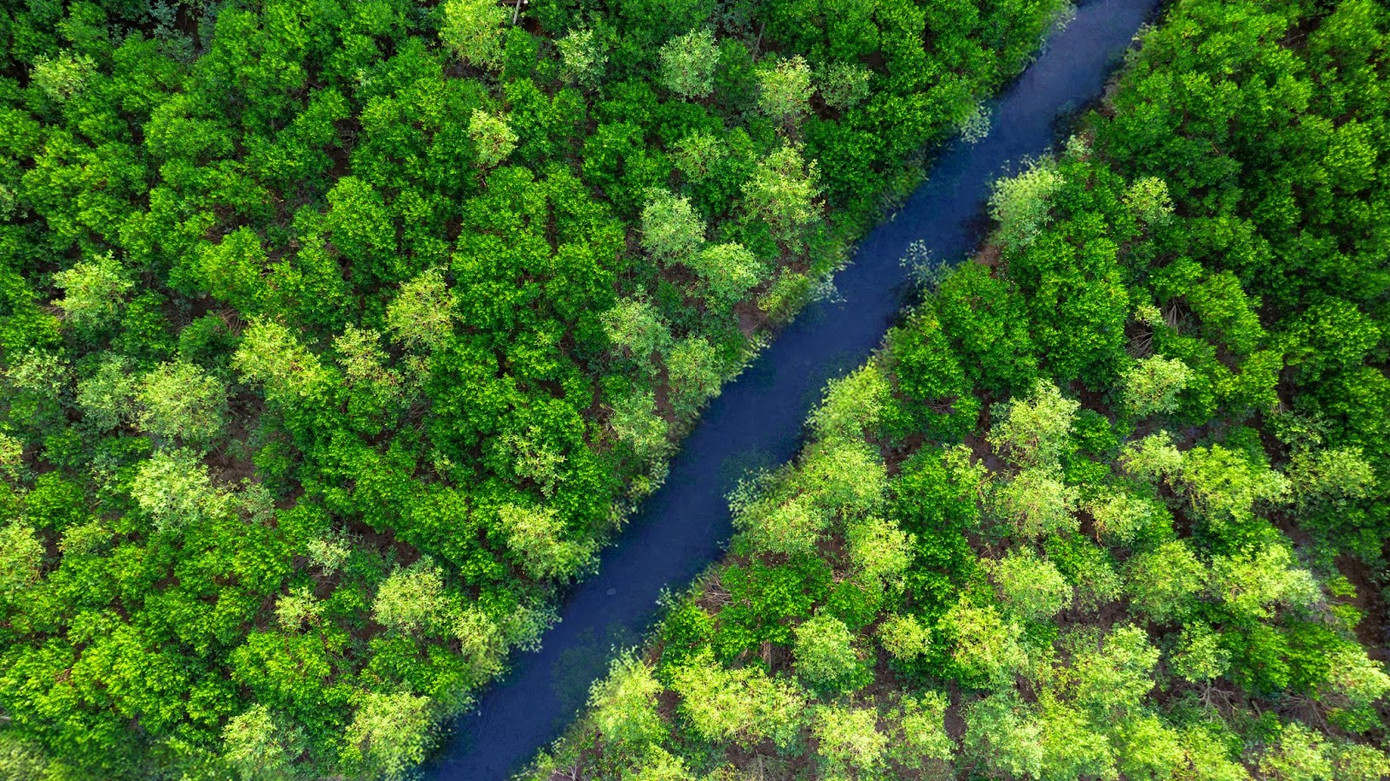 Hệ sinh thái trong lành của Rừng ngập mặn Dragon Mangrove Forest (nguồn Dragon Ocean Đồ Sơn)