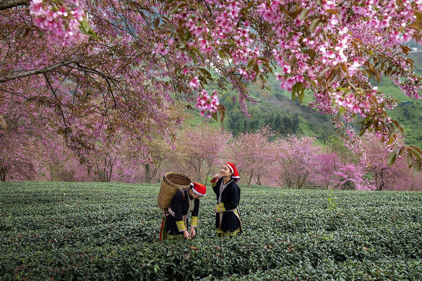 Hoa đào Mộc Châu