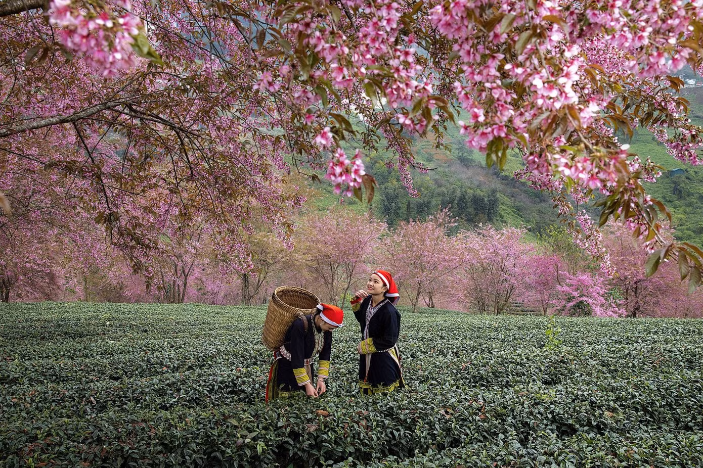 Hoa đào Mộc Châu