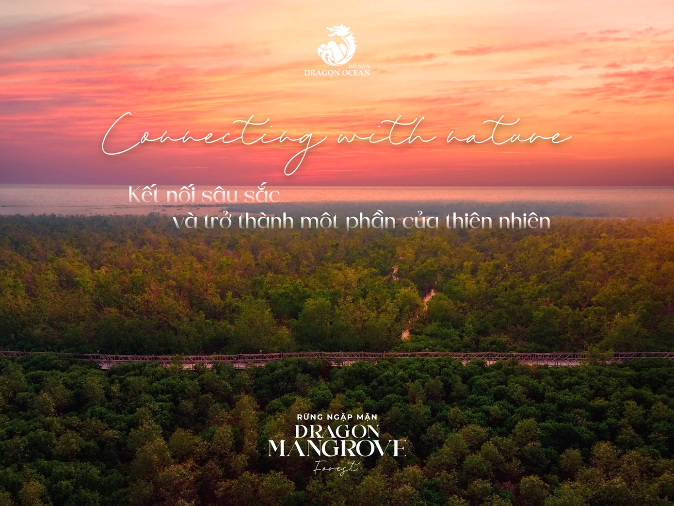 Rừng ngập mặn Dragon Mangrove Forest nhìn từ trên cao (nguồn Dragon Ocean Đồ Sơn)