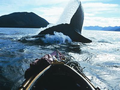 Cá voi được coi là thần hộ mệnh người đi biển. Cá voi được coi là thần hộ mệnh người đi biển.