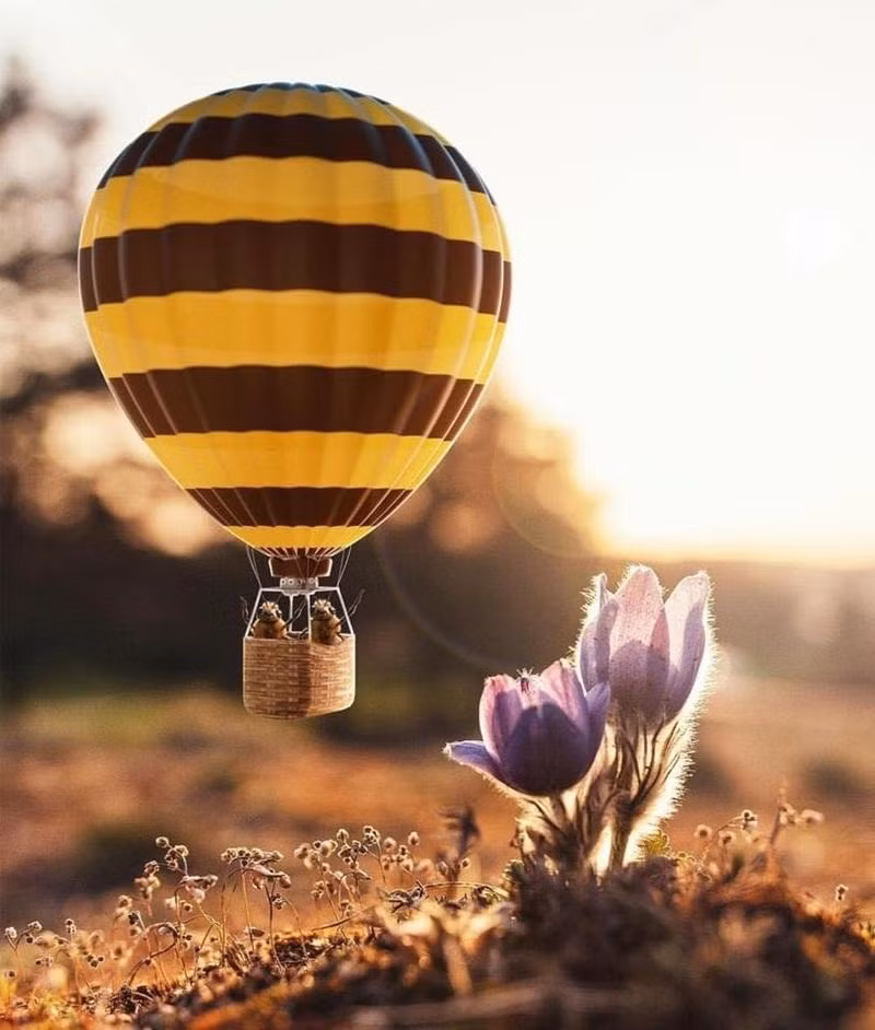 Qua những bức hình đăng trên Instagram, B. muốn cảnh tỉnh mọi người về sự biến mất dần dần của những chú ong.