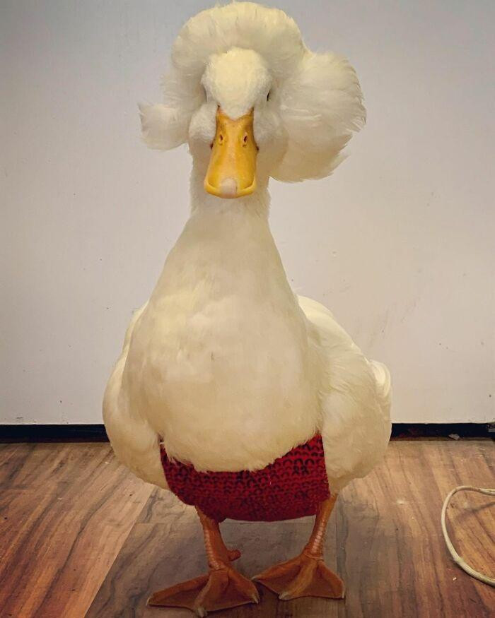 Gertrude đã ưu ái sống trong nhà và được mặc tã dành cho gia cầm. Gertrude đã ưu ái sống trong nhà và được mặc tã dành cho gia cầm.