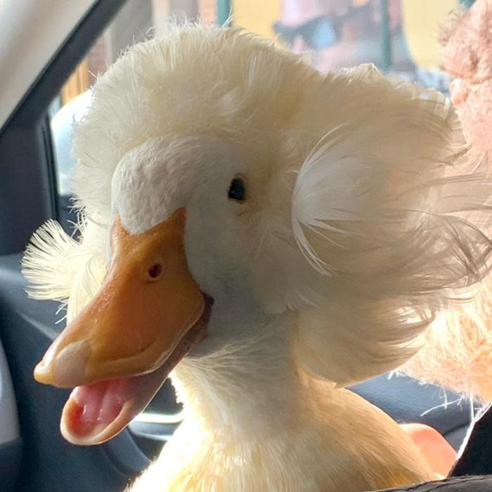 Nhờ chỏm "tóc" đặc biệt mà Gertrude đã trở thành nàng vịt được nhiều người yêu mến. Nhờ chỏm "tóc" đặc biệt mà Gertrude đã trở thành nàng vịt được nhiều người yêu mến.