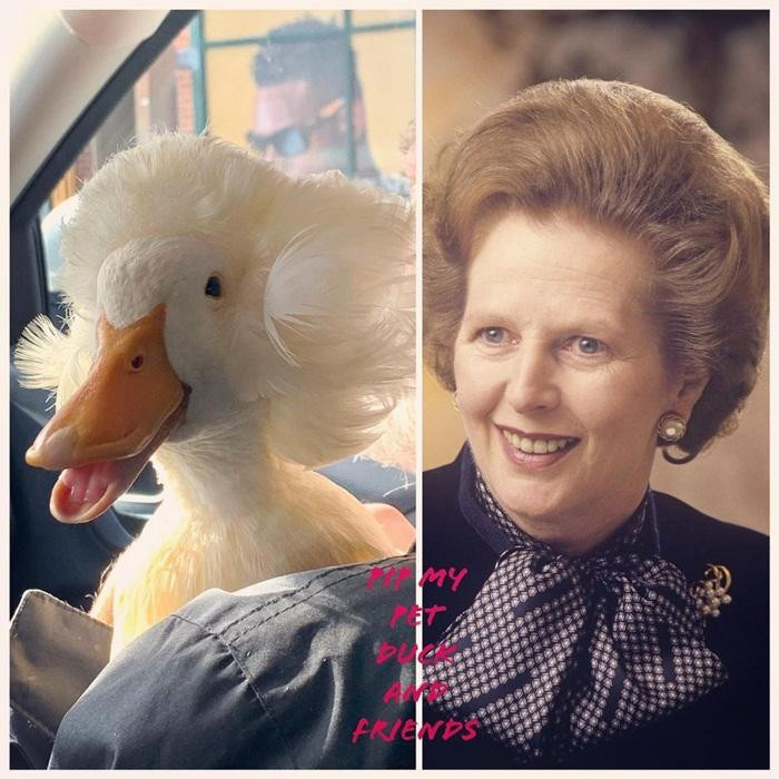 Mào của Gertrude khiến người ta liên tưởng tới kiểu tóc của cựu thủ tướng Anh Margaret Thatcher. Mào của Gertrude khiến người ta liên tưởng tới kiểu tóc của cựu thủ tướng Anh Margaret Thatcher.