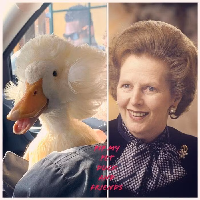Mào của Gertrude khiến người ta liên tưởng tới kiểu tóc của cựu thủ tướng Anh Margaret Thatcher.