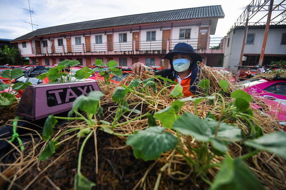 Chăm sóc cho vườn rau bất đắc dĩ là được coi là cách giúp các nhân viên, tài xế giảm bớt căng thẳng (Ảnh: Reuters)