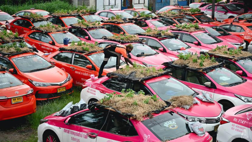 Vườn rau hiện là nơi cung cấp thực phẩm cho các nhân viên, tài xế trong hợp tác xã Ratchapruek (Ảnh: Pichayada Promchertchoo)