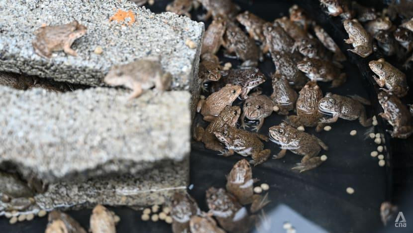 Ếch được nuôi trong những chiếc lốp cũ. (Ảnh: Pichayada Promchertchoo)