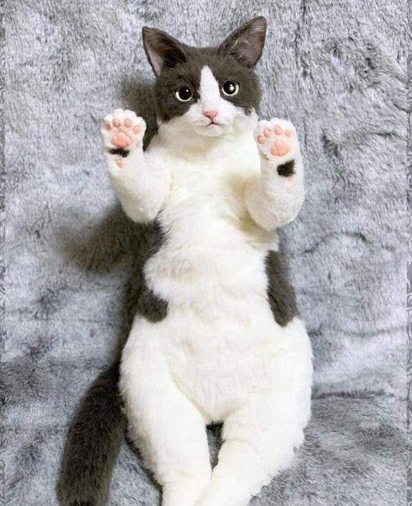 Những "bé" mèo bông được làm y như thật, bảo sao hội "sen" tới tấp hỏi địa chỉ mua.