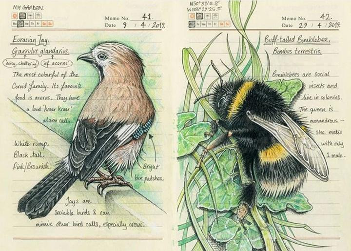 Với Jo, việc vẽ minh họa thiên nhiên đem lại cho cô nhiều niềm vui và cảm hứng.