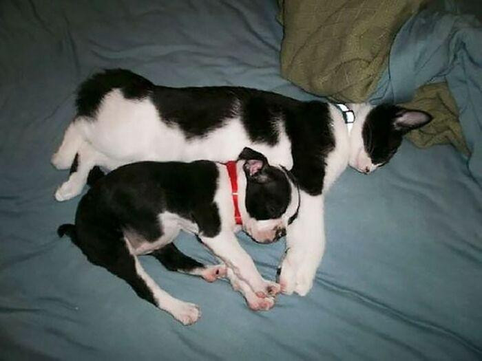 Tướng ngủ cũng y chang luôn kìa!