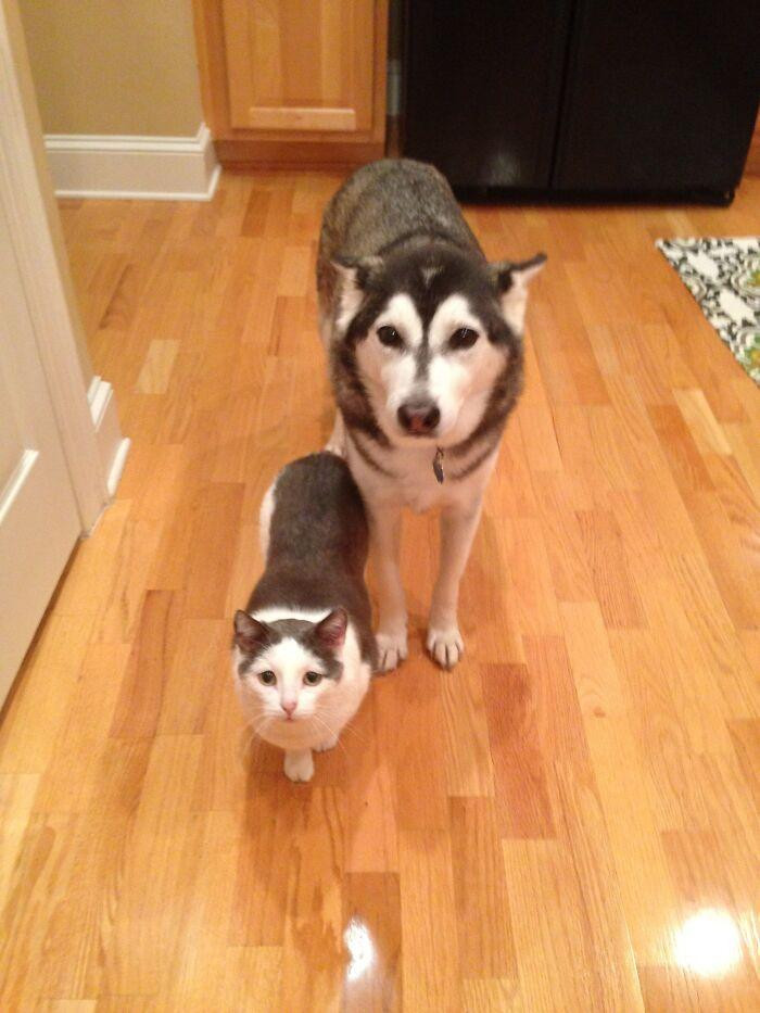 Ông anh dữ tướng bao nhiêu, cô em hiền dịu muôn phần nết na.