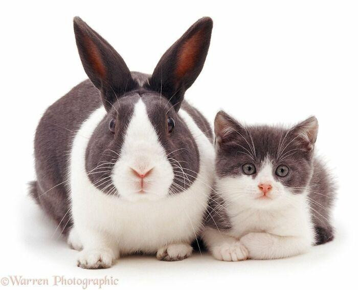 Chúng tớ chỉ khác nhau tai ngắn, tai dài thôi!