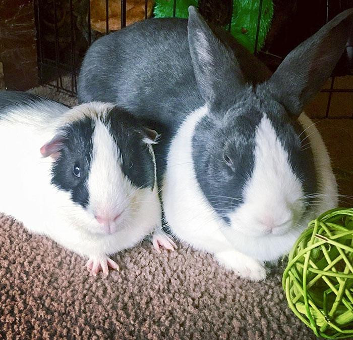 Giống nhau như thế này thì nhận anh em ngay chứ còn chờ gì nữa.