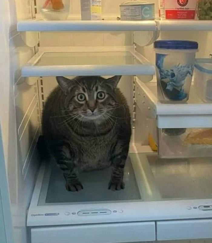 Thôi xong, bị tóm sống rồi! Thôi xong, bị tóm sống rồi!