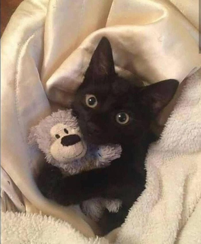 Đi ngủ phải có thú bông ôm kèm mới chịu. Đi ngủ phải có thú bông ôm kèm mới chịu.