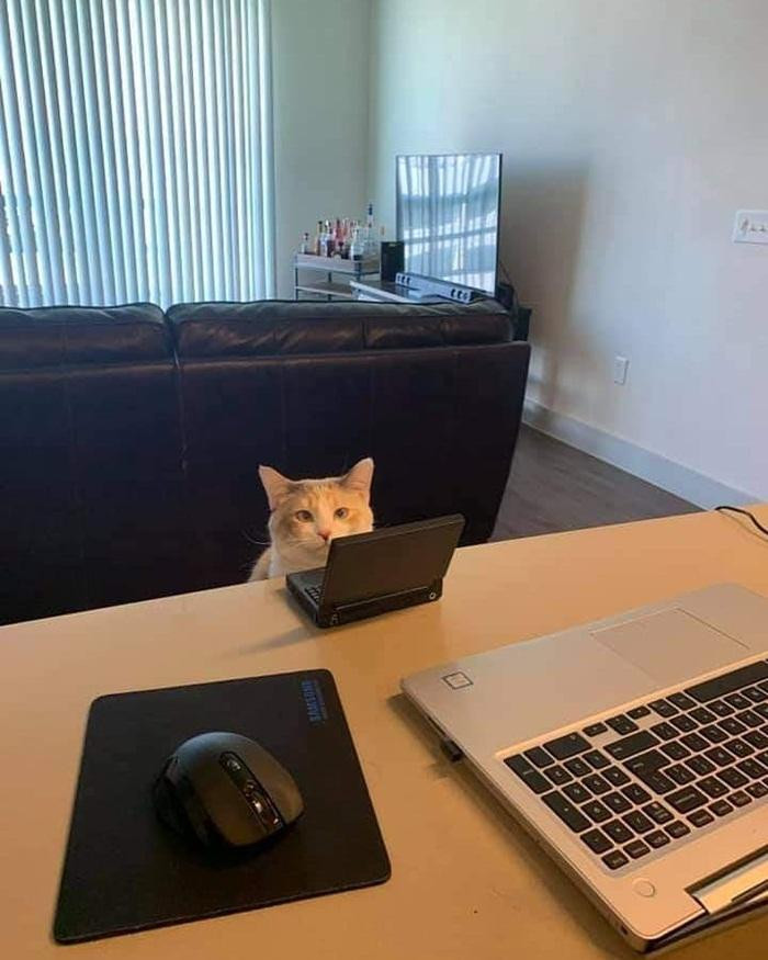 Bắt chuột là chuyện xưa rồi, giờ em còn bận 7749 công chuyện trên Zoom. Bắt chuột là chuyện xưa rồi, giờ em còn bận 7749 công chuyện trên Zoom.