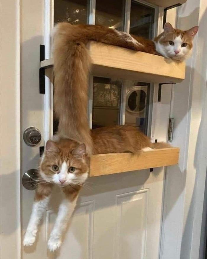 Một tấm ảnh vi diệu rất dễ gây ảo giác. Mấy anh chị hãy nhìn thật kĩ nhé! Một tấm ảnh vi diệu rất dễ gây ảo giác. Mấy anh chị hãy nhìn thật kĩ nhé!