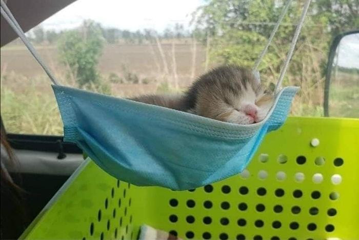 Gió đưa cành trúc la đà, khẩu trang ở đó, em trèo lên luôn. Gió đưa cành trúc la đà, khẩu trang ở đó, em trèo lên luôn.