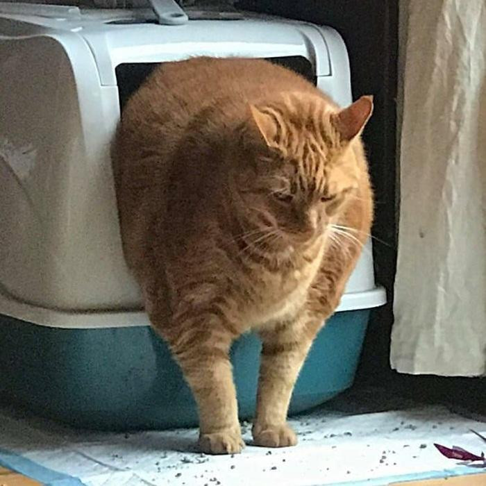 Cảm thấy lo âu sâu sắc về tình trạng béo phì mỗi khi phải qua cửa. Cảm thấy lo âu sâu sắc về tình trạng béo phì mỗi khi phải qua cửa.