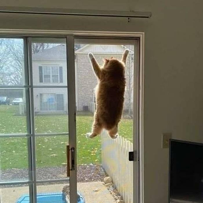 "Sen" ơi, ngoài trời nắng to. Mở cửa đi chơi đi mà! "Sen" ơi, ngoài trời nắng to. Mở cửa đi chơi đi mà!