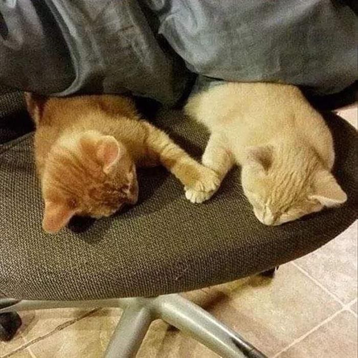 Thương thương, ngủ ngoan nào! Thương thương, ngủ ngoan nào!