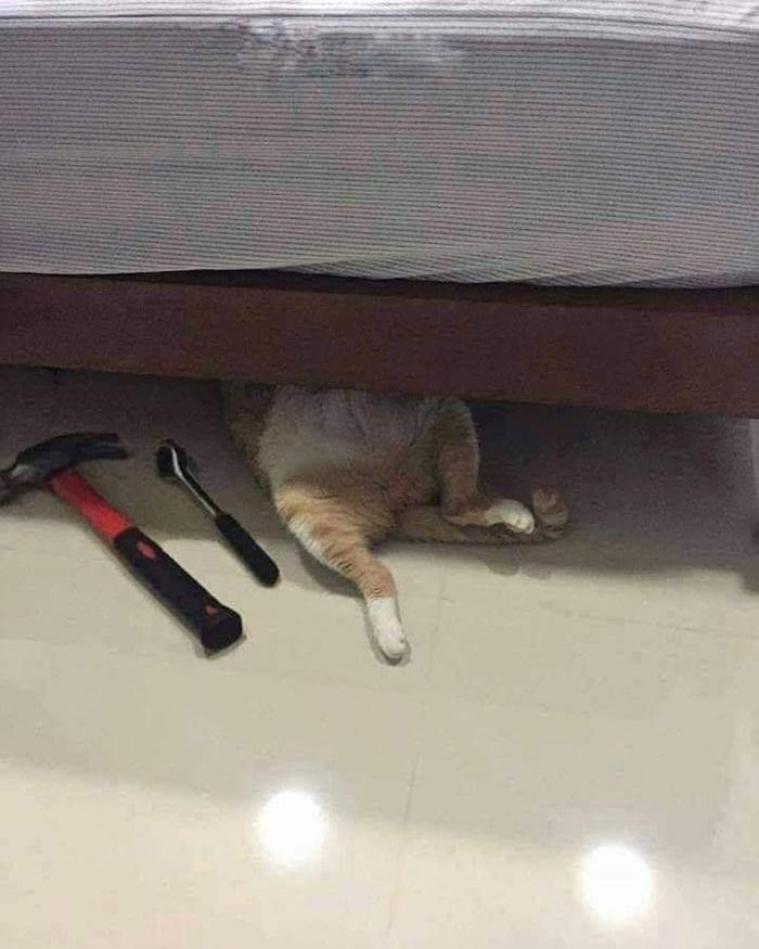 Đến việc sửa gậm giường cũng vào tay em. Ai bảo em chỗ nào cũng rúc. Đến việc sửa gậm giường cũng vào tay em. Ai bảo em chỗ nào cũng rúc.