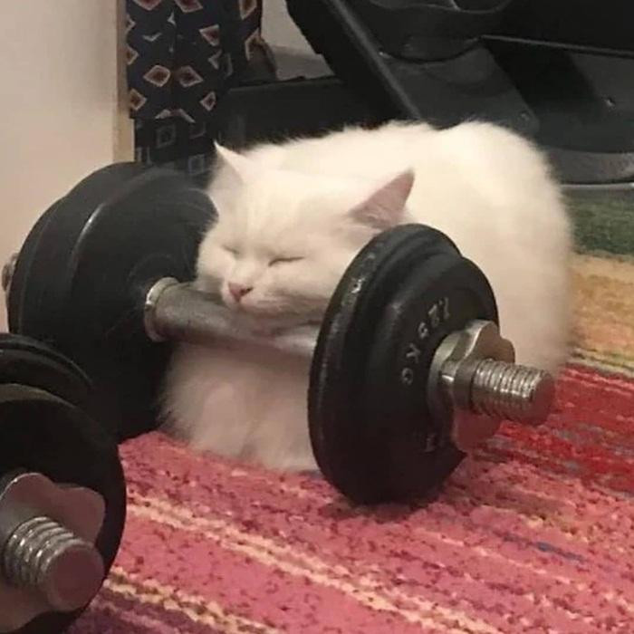 Người ta thì nâng tạ, còn em thì... đè tạ. Người ta thì nâng tạ, còn em thì... đè tạ.