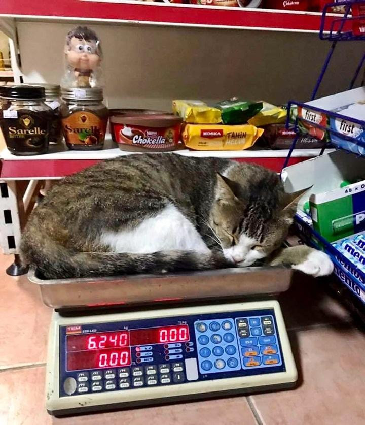 Em chỉ muốn xem dạo này đang mập lên, hay ốm đi thôi mà!