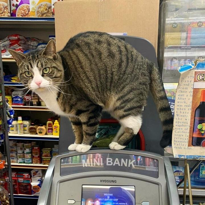 "Bảo vệ" mới ở cây ATM