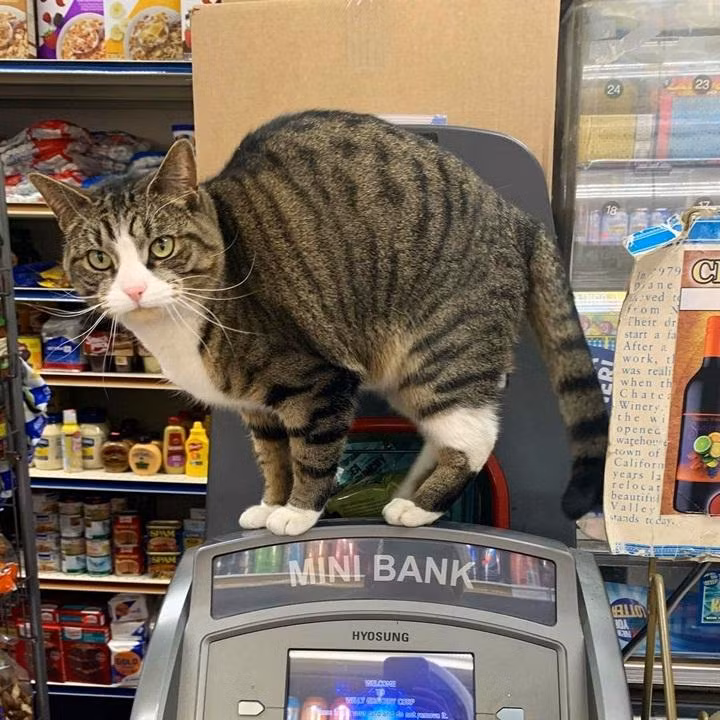"Bảo vệ" mới ở cây ATM
