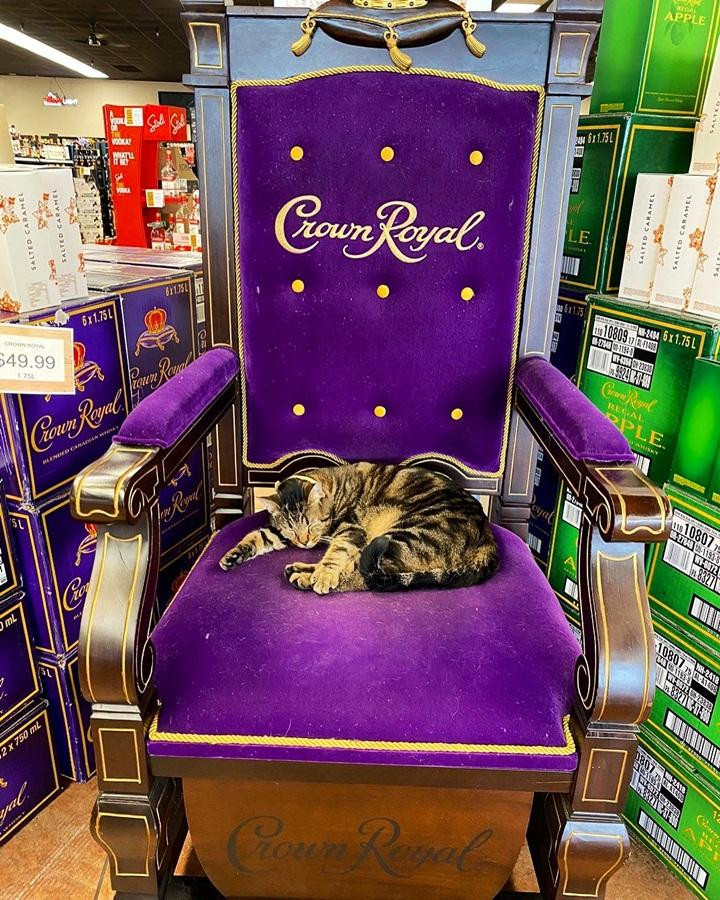 Đã là "quàng thượng" thì nhất định chiếc ghế quyền lực phải thuộc về anh!