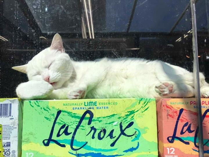 Một khi đã buồn ngủ thì quan trọng gì cửa tiệm vắng khách hay đông