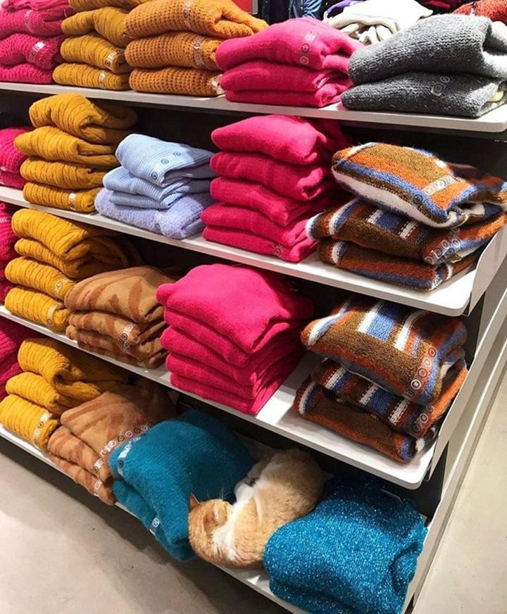 Muốn "cosplay" đồ len, nhưng nằm lộn chỗ, sai tông màu rồi "quàng thượng" ơi