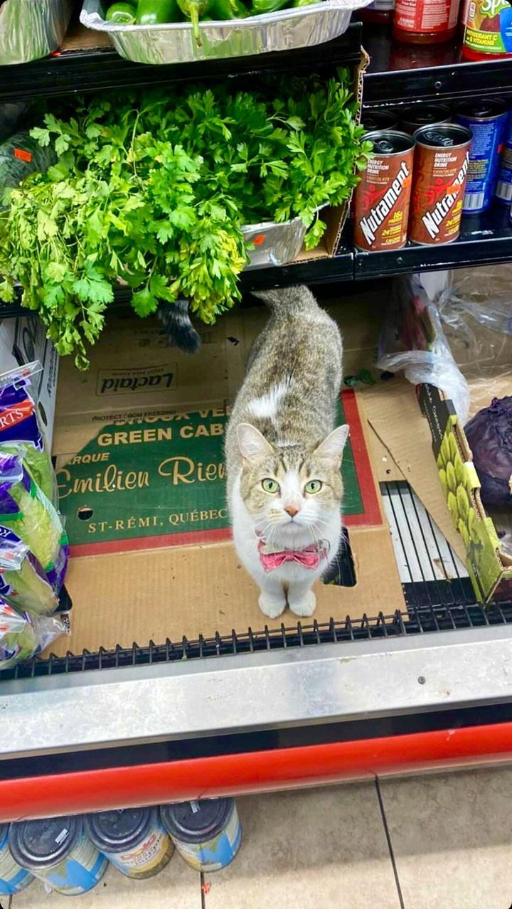 Nhân viên "chuyên nghiệp" nhà người ta, đeo hẳn nơ hồng nhé!