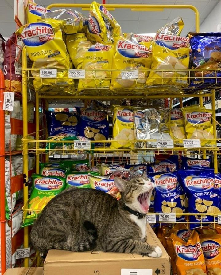 Ngáp sái quai hàm rồi mà chẳng thấy khách khứa đâu cả, chán ghê!