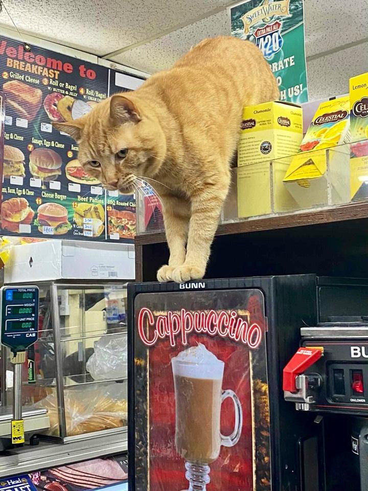 Có ai muốn một ly cappucino không?