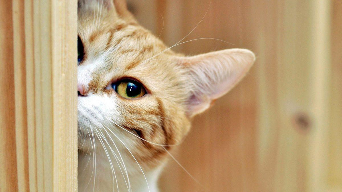 Mèo ở thành phố Knox (Úc) bị cấm ra khỏi nhà.