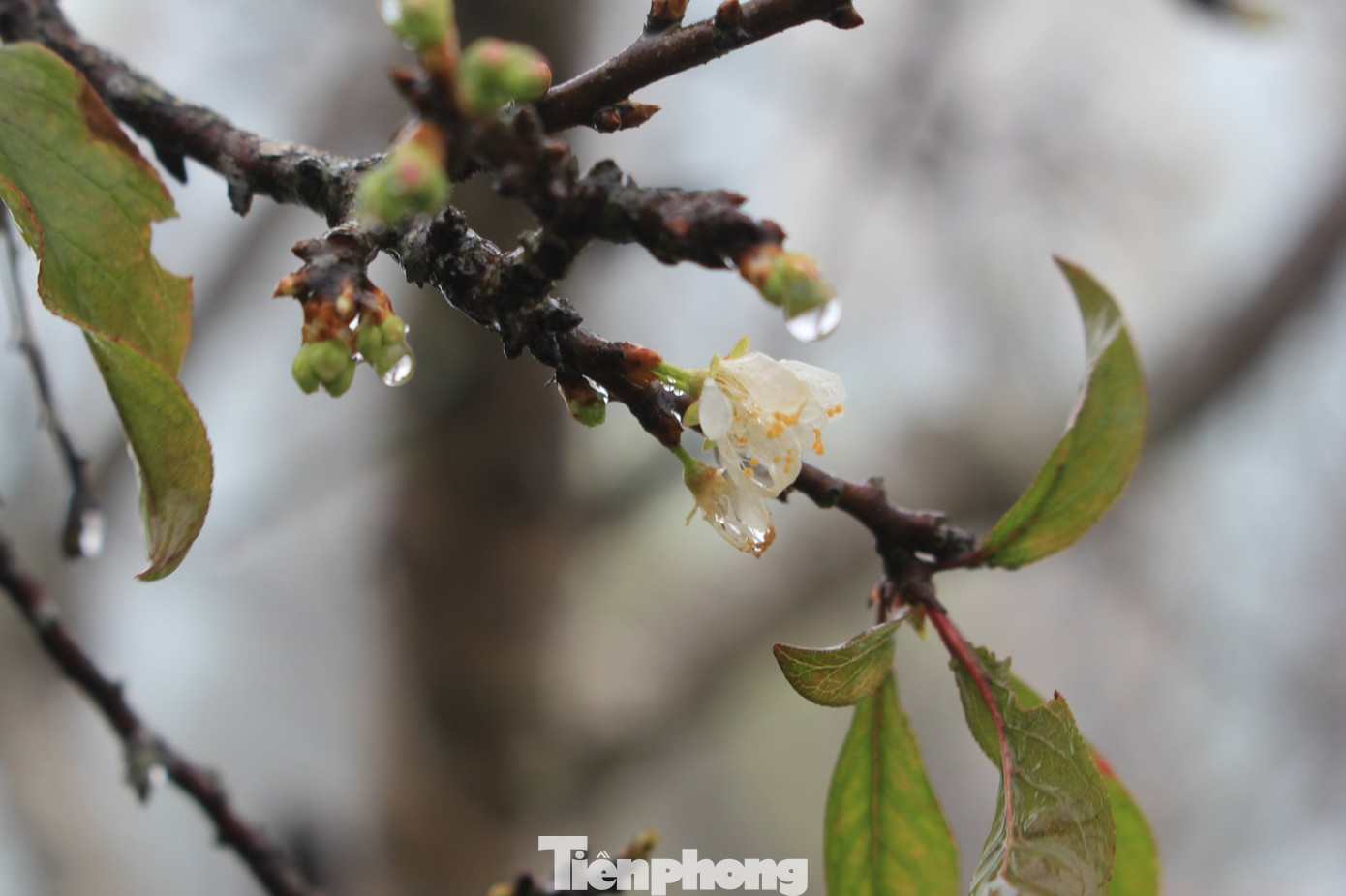 Bên cạnh hoa đào, hoa mận cũng được coi là biểu tượng mùa Xuân của người Tây Bắc. Cánh hoa mận trắng tinh khôi ở Tà Xùa (huyện Bắc Yên) được ví như nàng công chúa của núi rừng, vừa e ấp dịu dàng, vừa tỏa sáng long lanh trong buổi sớm mai.
