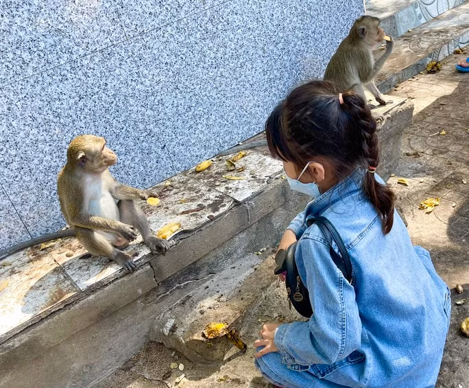 Quầy thức ăn cho khỉ được người dân bán trước cổng chùa Tam Bảo. Du khách thường mua chuối, đậu phộng, bánh để cho khỉ ăn. Đây cũng chính là nguồn thức ăn chính nuôi đàn khỉ khi mà số lượng thức ăn tự nhiên giảm dần.