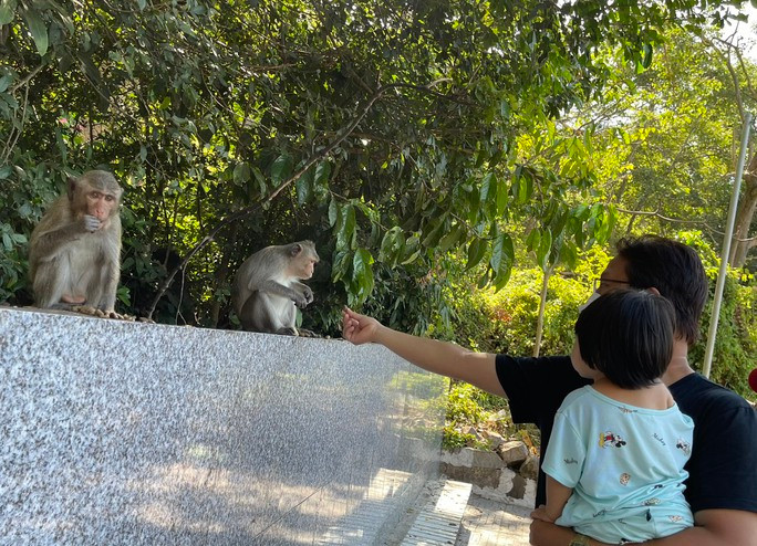 So với đàn khỉ một số nơi thì những con khỉ ở đây khá thân thiện, chúng chỉ giơ tay ra đón thức ăn khi con người cho, nhưng chưa ghi nhận tình trạng tấn công con người như một số nơi khác. So với đàn khỉ một số nơi thì những con khỉ ở đây khá thân thiện, chúng chỉ giơ tay ra đón thức ăn khi con người cho, nhưng chưa ghi nhận tình trạng tấn công con người như một số nơi khác.