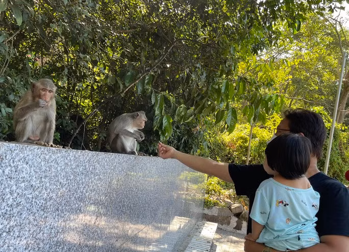 So với đàn khỉ một số nơi thì những con khỉ ở đây khá thân thiện, chúng chỉ giơ tay ra đón thức ăn khi con người cho, nhưng chưa ghi nhận tình trạng tấn công con người như một số nơi khác.