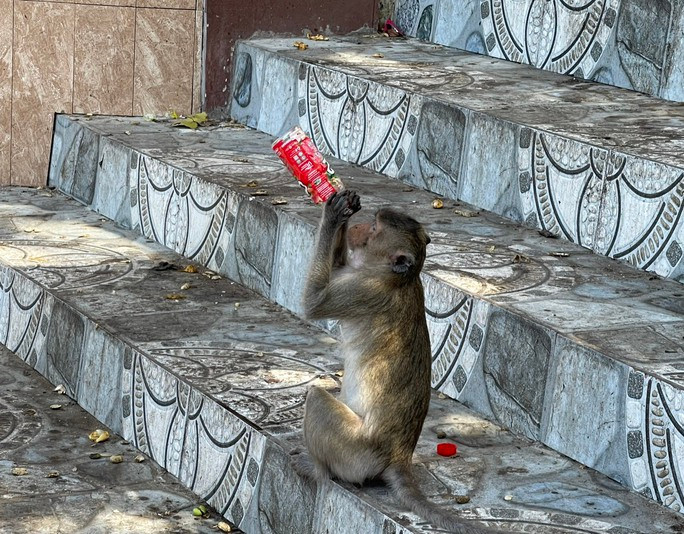 Vào thời điểm dịch COVID-19, do giãn cách xã hội, đàn khỉ không được cho ăn nên kéo tràn xuống trung tâm thành phố Vũng Tàu, lang thang để tìm thức ăn. Vào thời điểm dịch COVID-19, do giãn cách xã hội, đàn khỉ không được cho ăn nên kéo tràn xuống trung tâm thành phố Vũng Tàu, lang thang để tìm thức ăn.