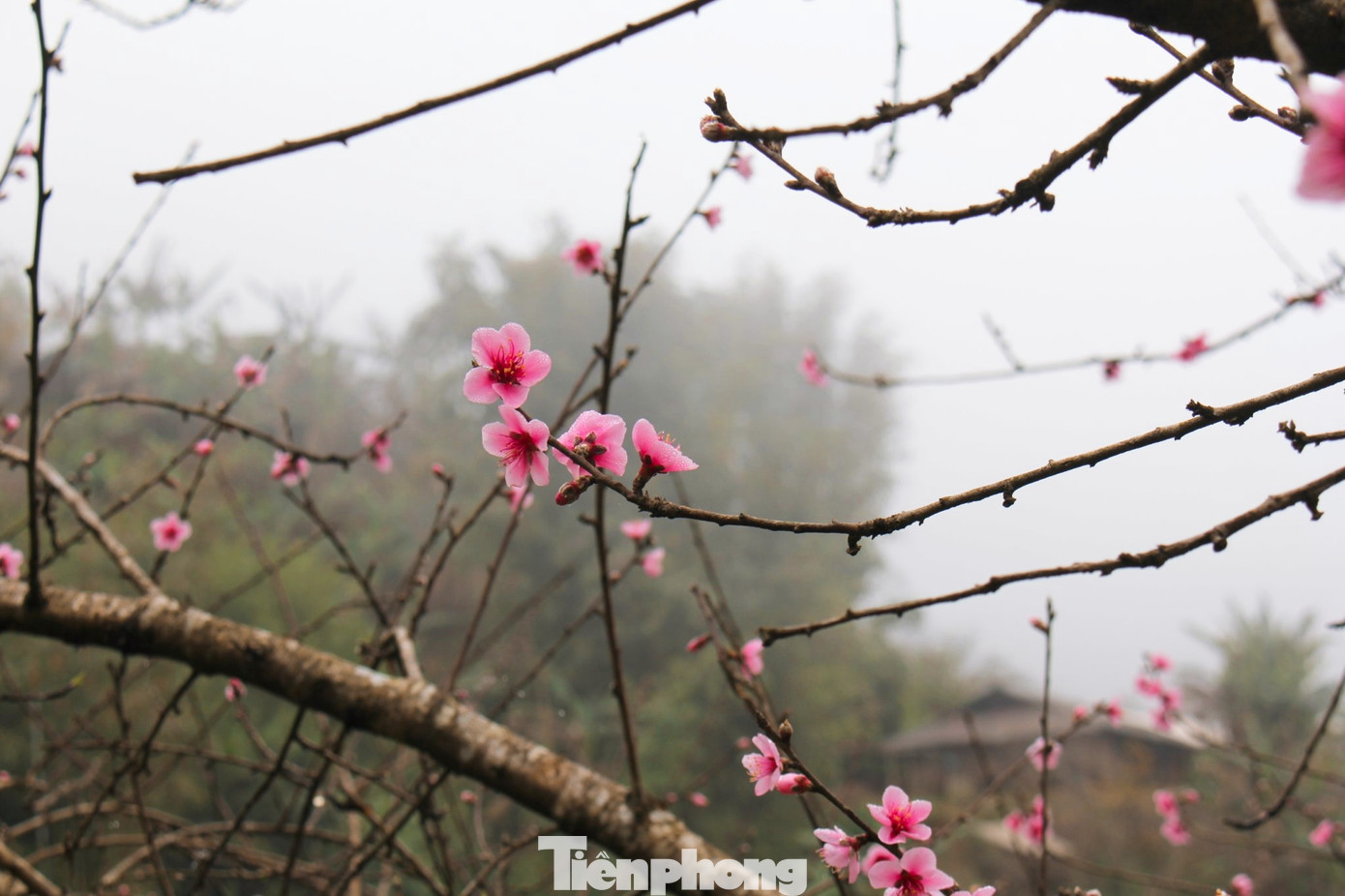 Đến nhà đồng bào người Mông, người Thái nào mùa này, ai ai cũng dễ dàng bắt gặp những gốc đào cổ thụ đang khoe sắc.