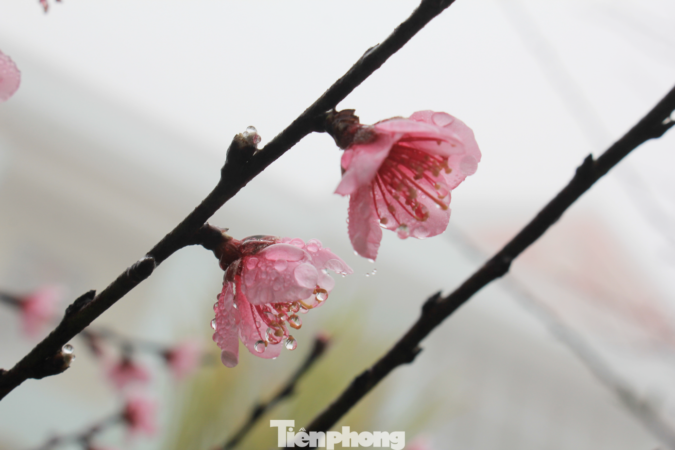 Thân đào Tây Bắc vững chãi, tràn trề nhựa sống như những chàng trai người Mông, người Thái tuổi 18, 20. Hoa đào dịu dàng, e ấp như gò má ửng hồng của người thiếu nữ người Mông, người Thái.