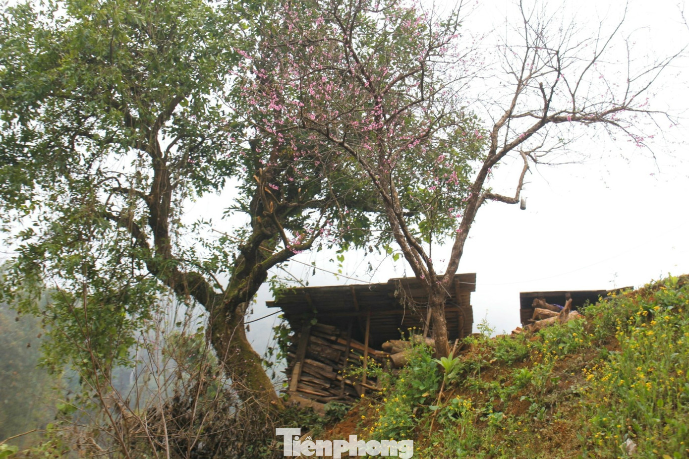 Cũng theo già Phông, từ bao đời nay, bà con người Mông của ông đã coi cây đào là người bạn của gia đình và bản làng. Cứ khi nào hoa đào nở bà con biết mùa Xuân đã về, chuẩn bị lên rẫy trồng vụ ngô, vụ lúa mới.