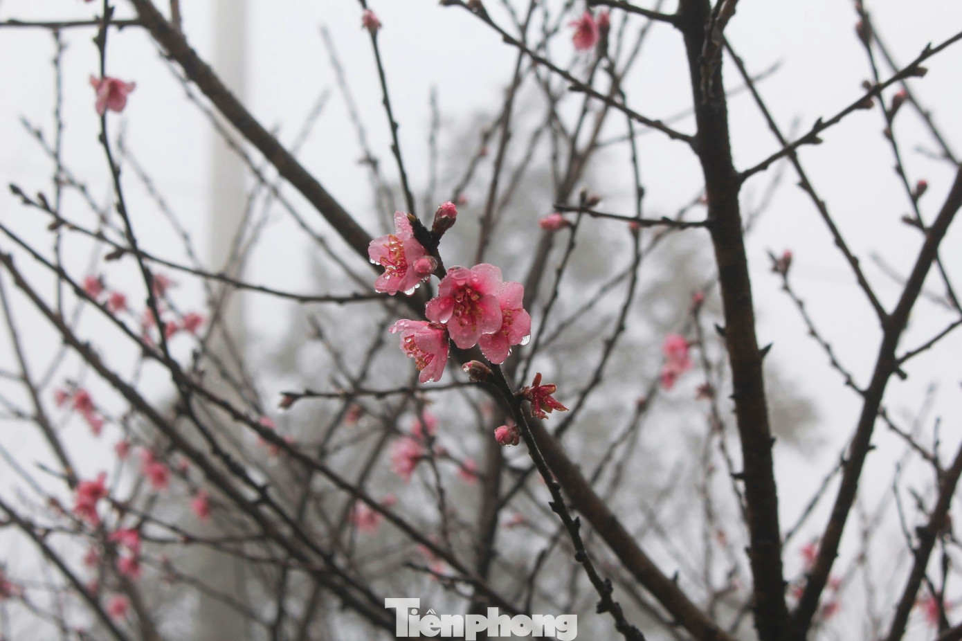 Mùa Xuân đến, những bản làng người Mông trên triền núi cao ở các huyện như Phù Yên, Bắc Yên của Sơn La như bừng tỉnh sau giấc ngủ Đông nhờ sắc đào Tây Bắc rực rỡ.