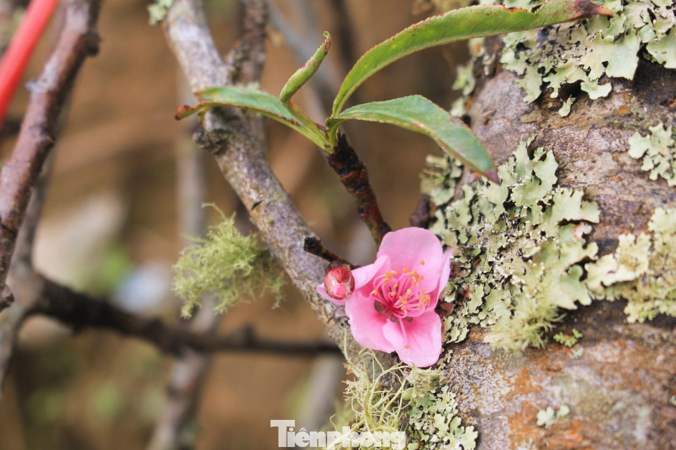 Theo già Sồng A Phông (88 tuổi, trú xã Mường Thải, huyện Phù Yên, Sơn La), đào Tây Bắc có đặc điểm là loại cánh đơn, mỗi bông hoa có 5 cánh, hoa nở bền, thân đào có rêu mốc tự nhiên.